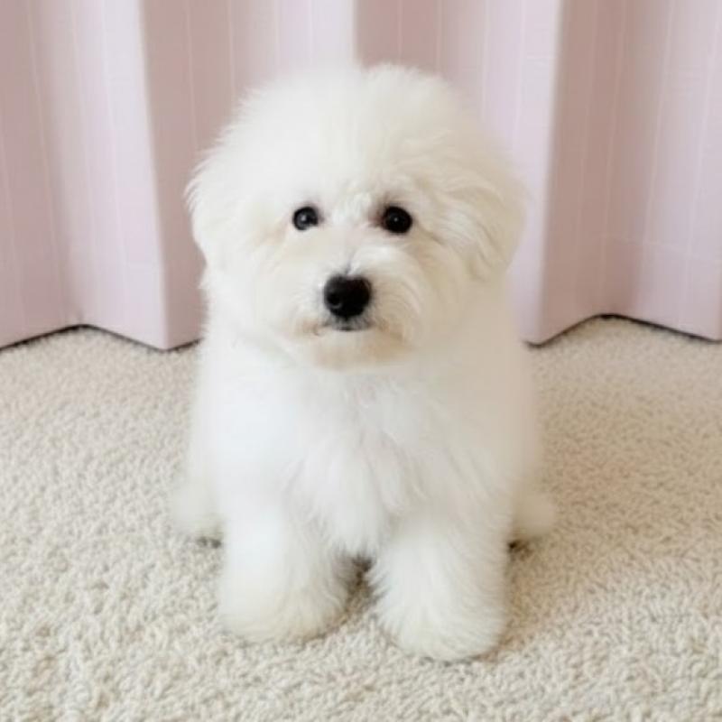 販売中の栃木県のビションフリーゼ-413927の2枚目