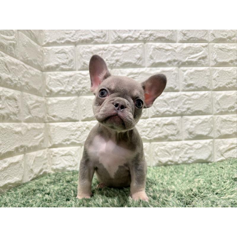販売中の愛知県のフレンチブルドッグ-442403の4枚目