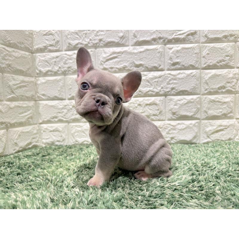 販売中の愛知県のフレンチブルドッグ-442403の3枚目