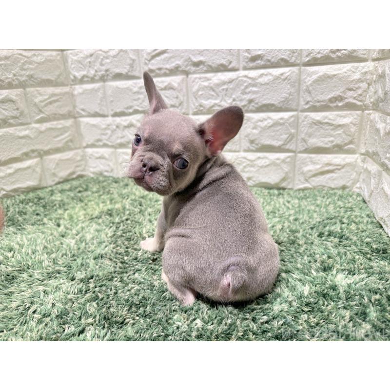 販売中の愛知県のフレンチブルドッグ-442403の2枚目