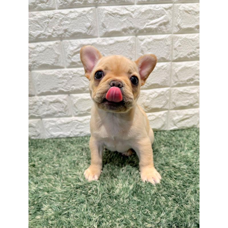販売中の愛知県のフレンチブルドッグ-442404の4枚目