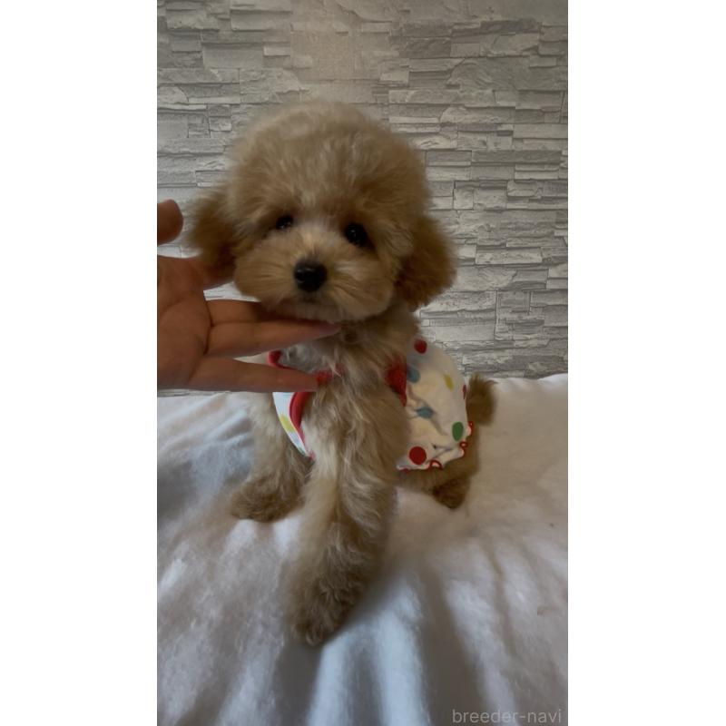 販売中の愛媛県のタイニープードル-430213