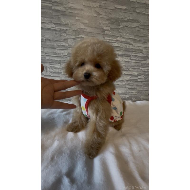 販売中の愛媛県のタイニープードル-430213の4枚目