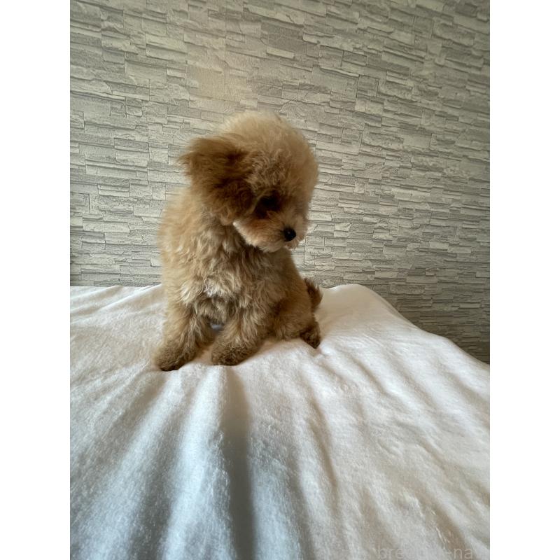 販売中の愛媛県のタイニープードル-430213の3枚目