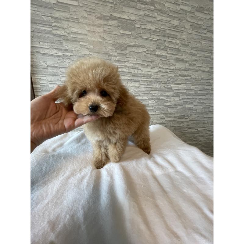 販売中の愛媛県のタイニープードル-430213の2枚目