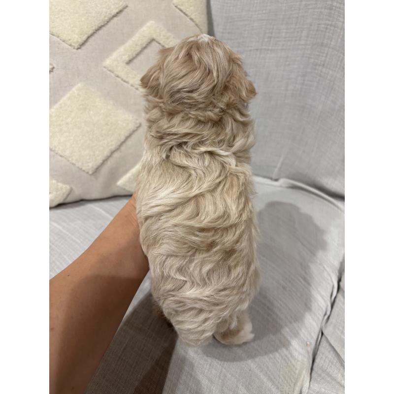 販売中の福岡県のマルプー:マルチーズ×トイプードル-442407の3枚目