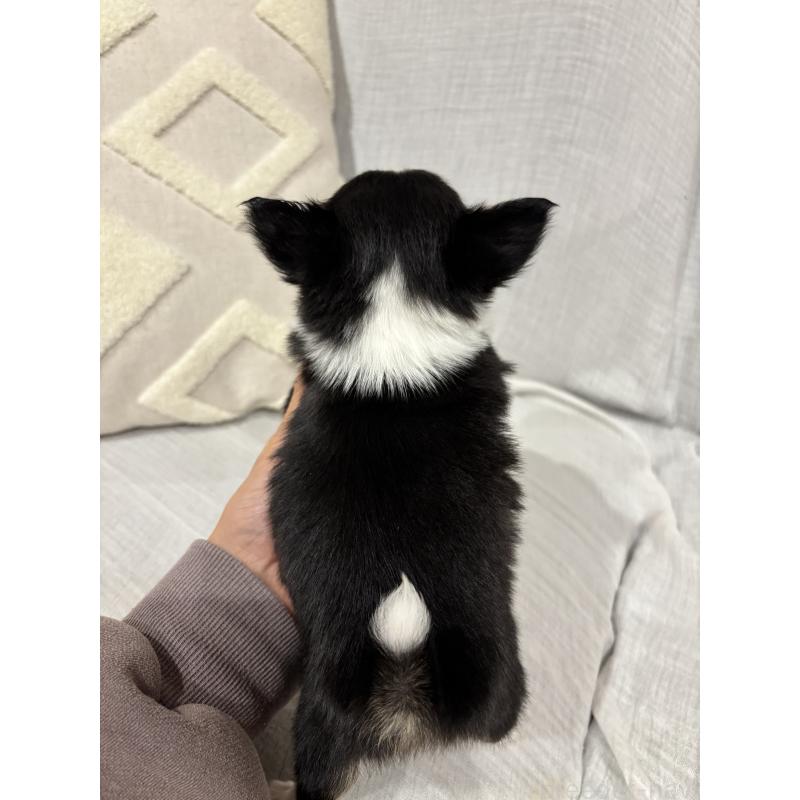 販売中の福岡県のチワワ(ロングコート)-442408の3枚目