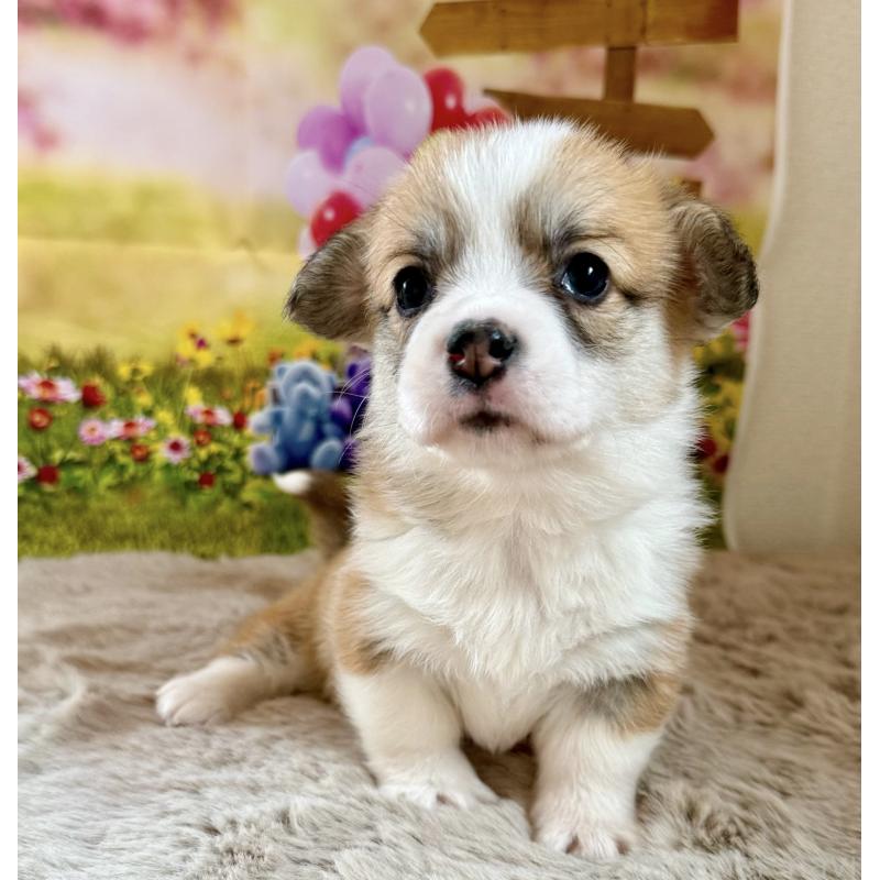 販売中の千葉県のウェルシュコーギーペンブローク-437679の4枚目