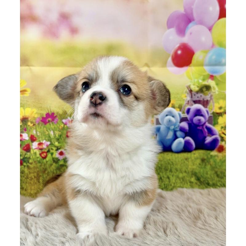 販売中の千葉県のウェルシュコーギーペンブローク-437679の3枚目