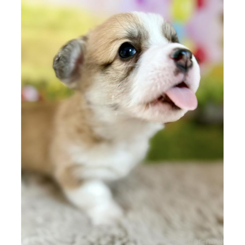 販売中の千葉県のウェルシュコーギーペンブローク-437679の2枚目