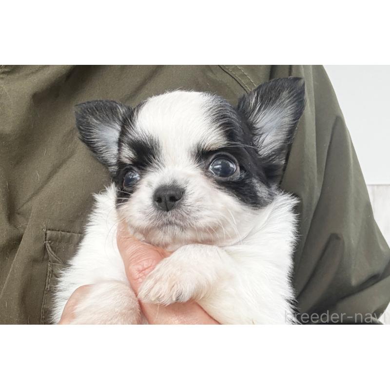 販売中の京都府のチワワ(ロングコート)-441304