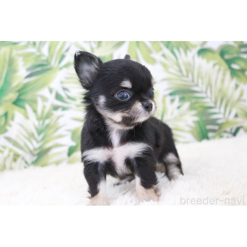 販売中の京都府のチワワ(ロングコート)-441302の16枚目