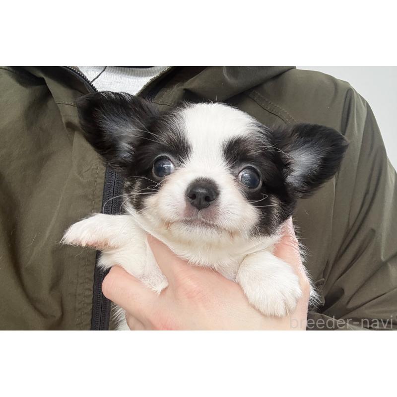 販売中の京都府のチワワ(ロングコート)-441303