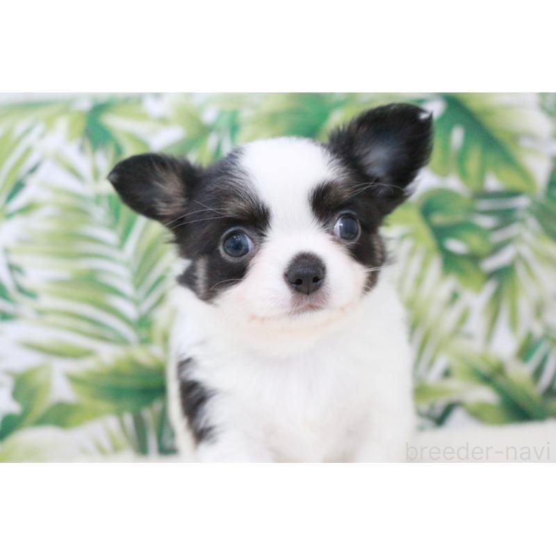 成約済の京都府のチワワ(ロングコート)-441303の15枚目