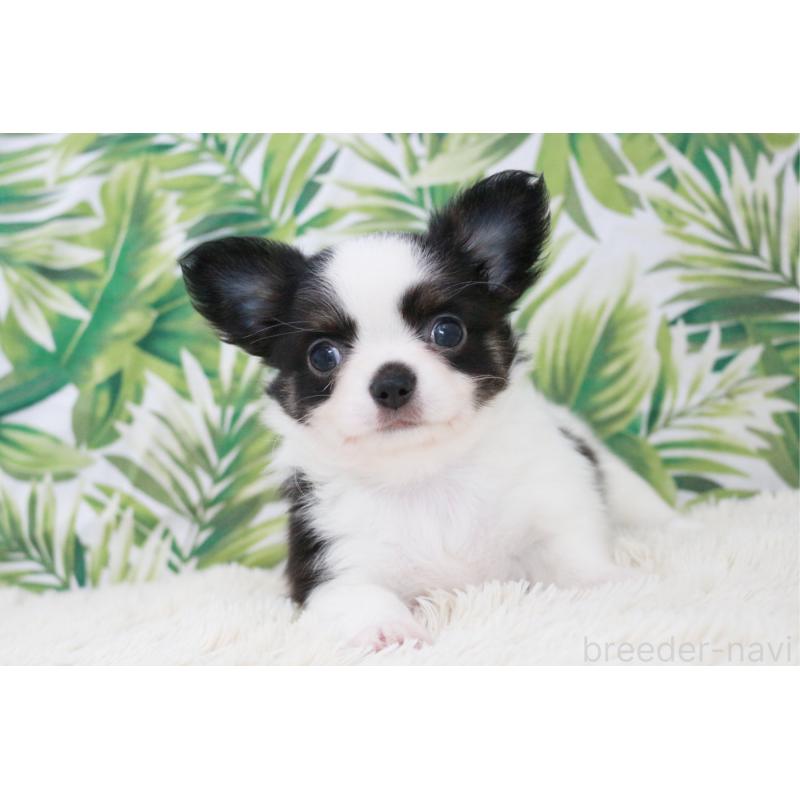 成約済の京都府のチワワ(ロングコート)-441303の14枚目