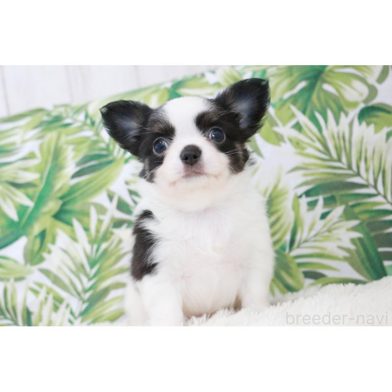 成約済の京都府のチワワ(ロングコート)-441303の13枚目