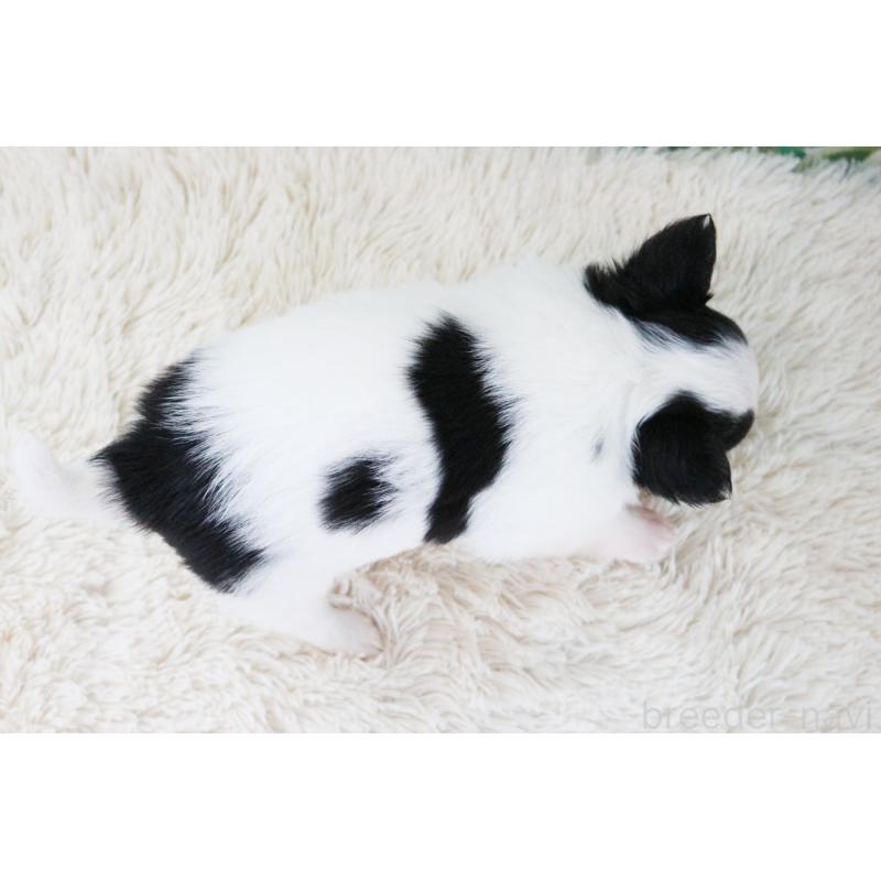 成約済の京都府のチワワ(ロングコート)-441303の12枚目