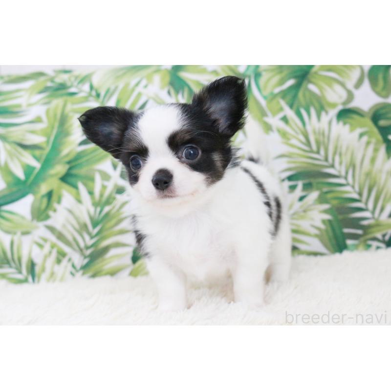 成約済の京都府のチワワ(ロングコート)-441303の11枚目