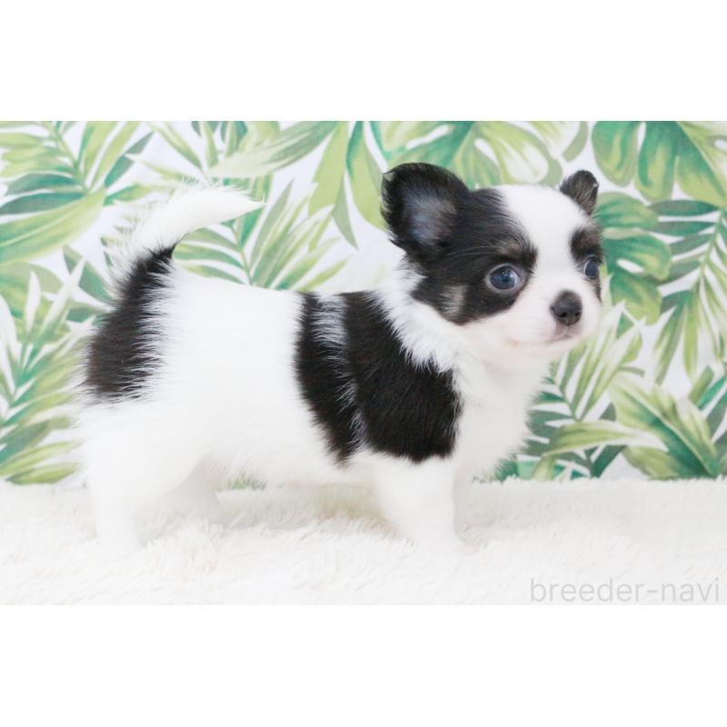 成約済の京都府のチワワ(ロングコート)-441303の10枚目