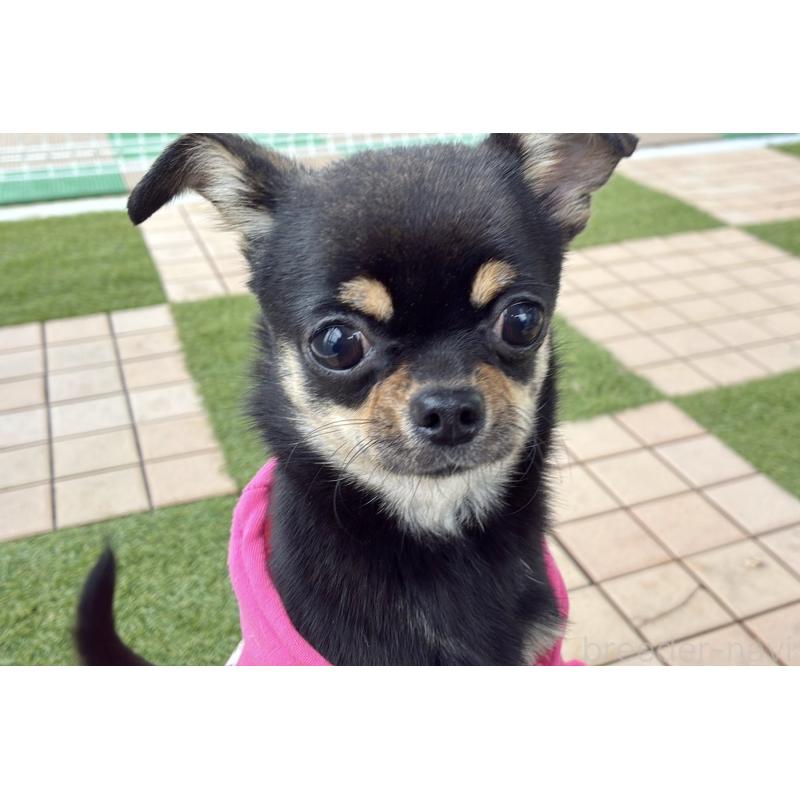 販売中の京都府のチワワ(スムースコート)-405029