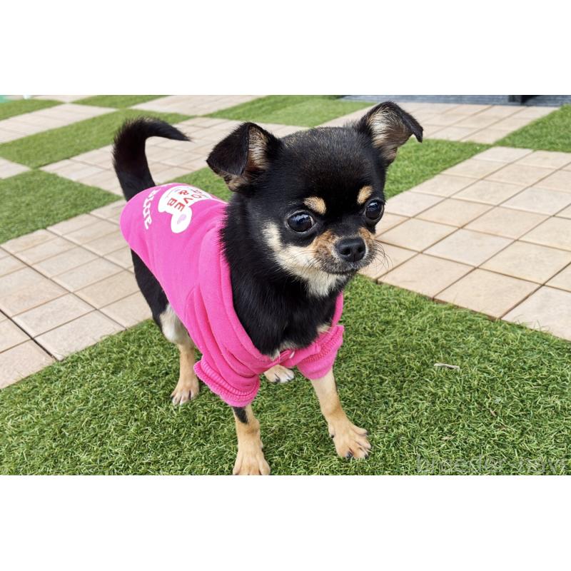 成約済の京都府のチワワ(スムースコート)-405029の6枚目