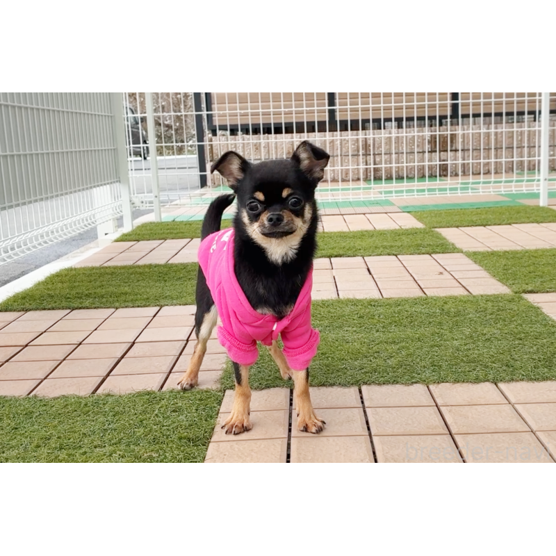 成約済の京都府のチワワ(スムースコート)-405029の5枚目