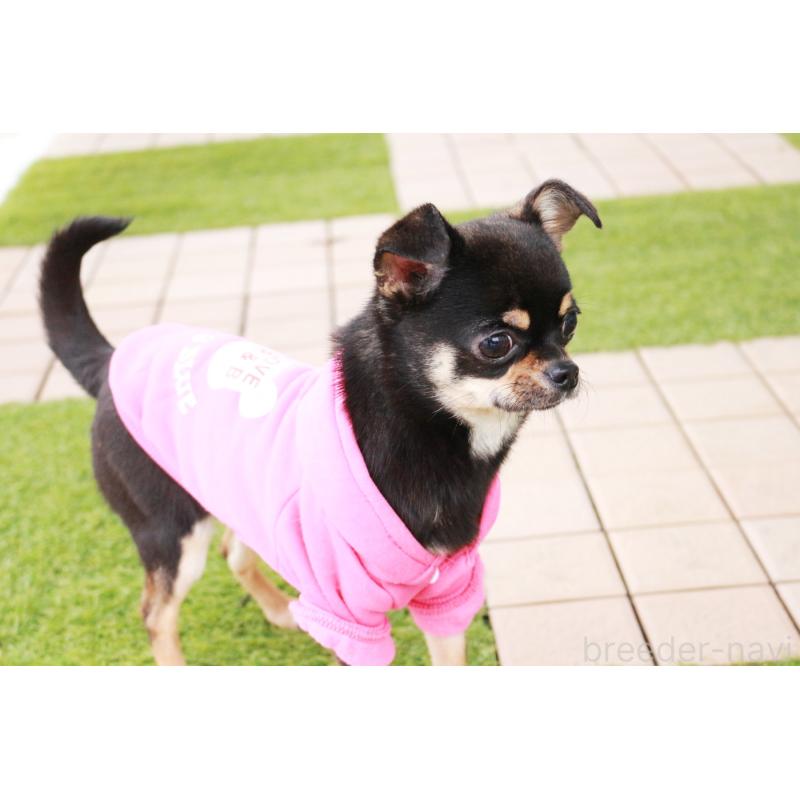 成約済の京都府のチワワ(スムースコート)-405029の3枚目