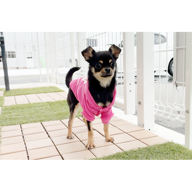 成約済の京都府のチワワ(スムースコート)-405029の2枚目