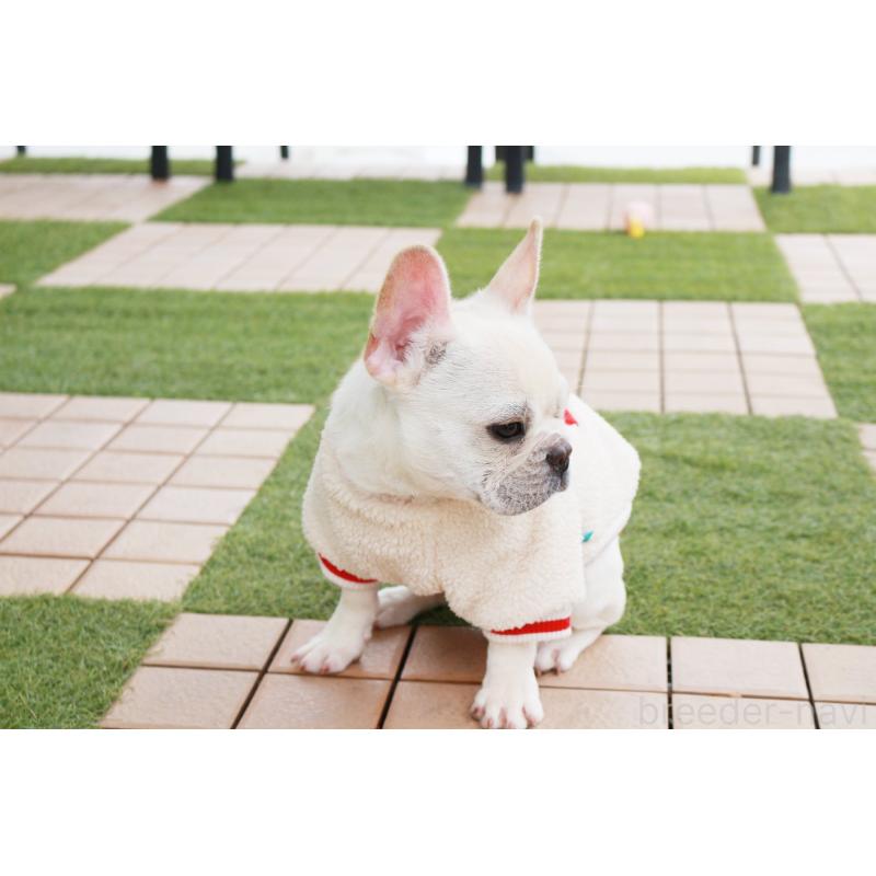 販売中の京都府のフレンチブルドッグ-416402の8枚目