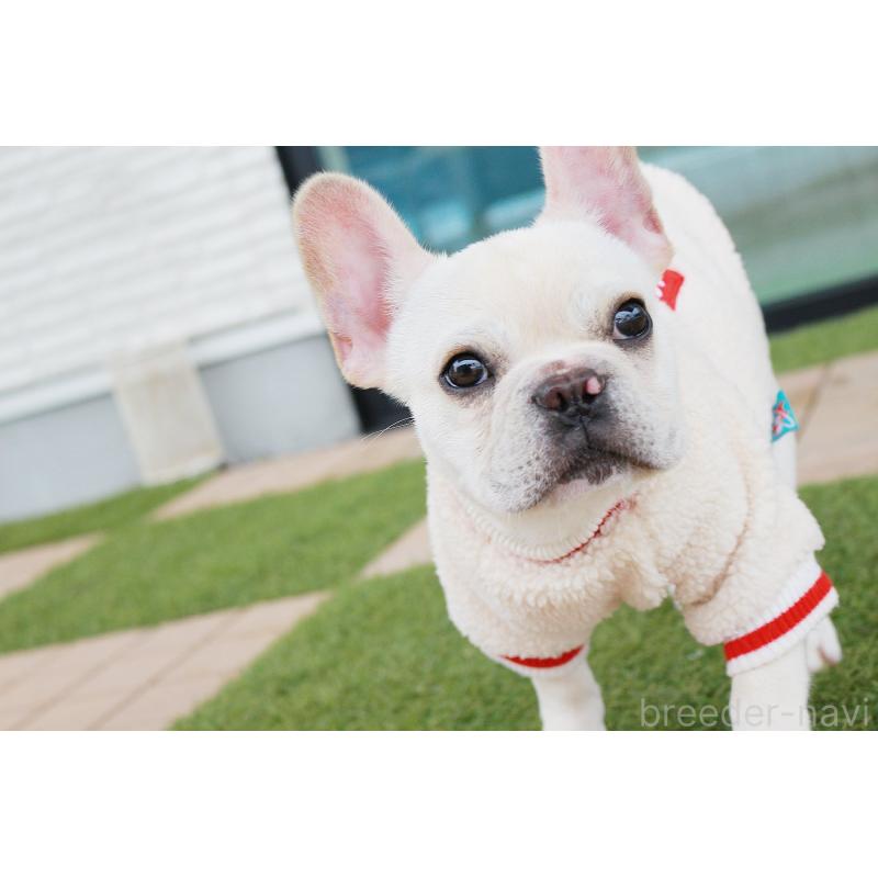 販売中の京都府のフレンチブルドッグ-416402の7枚目
