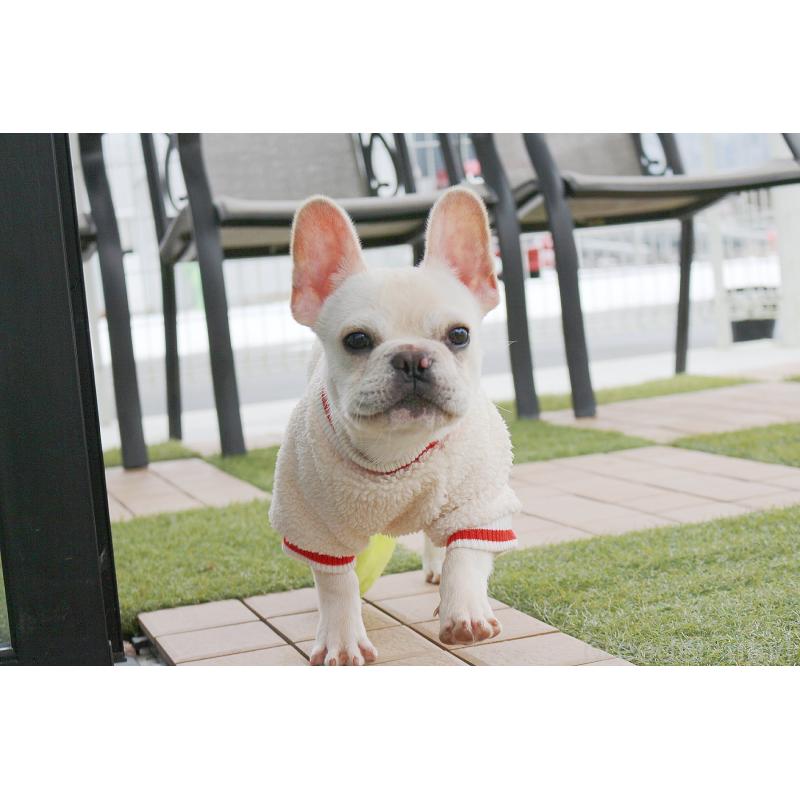 販売中の京都府のフレンチブルドッグ-416402の5枚目