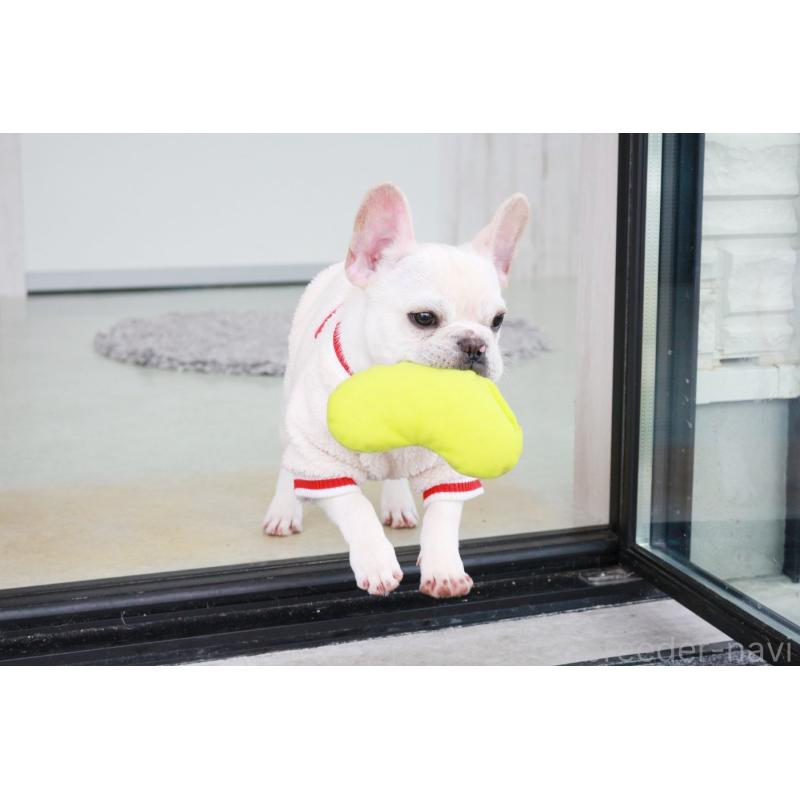 販売中の京都府のフレンチブルドッグ-416402の3枚目