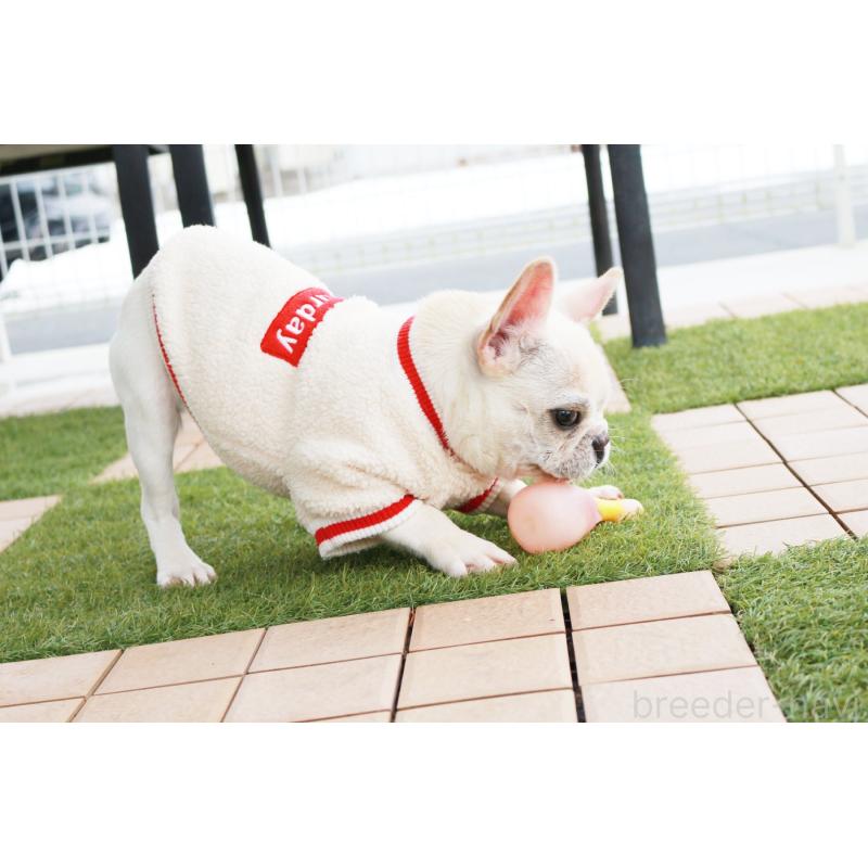 販売中の京都府のフレンチブルドッグ-416402の2枚目