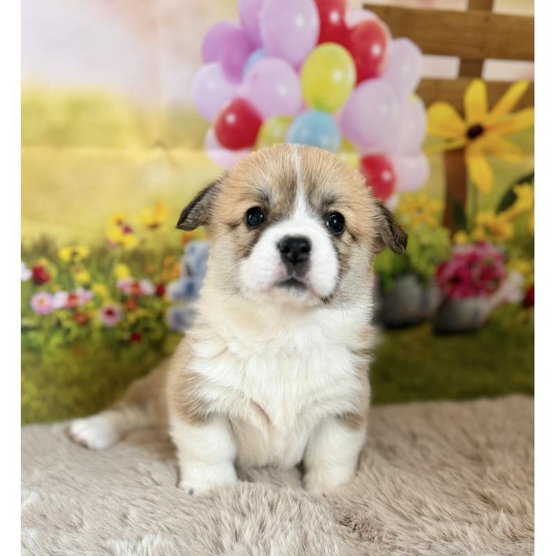 商談中の千葉県のウェルシュコーギーペンブローク-437688の6枚目