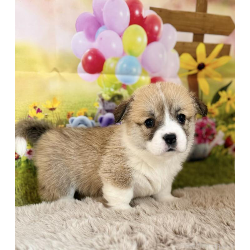 商談中の千葉県のウェルシュコーギーペンブローク-437688の5枚目