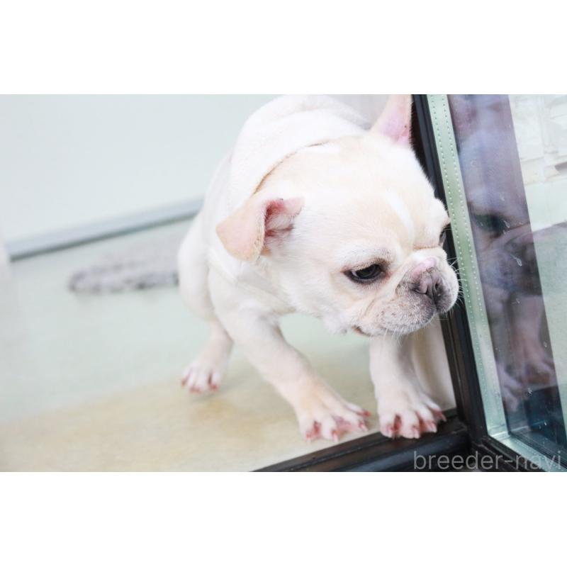 販売中の京都府のフレンチブルドッグ-416401の8枚目
