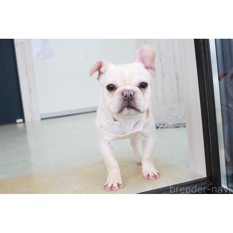 販売中の京都府のフレンチブルドッグ-416401の7枚目