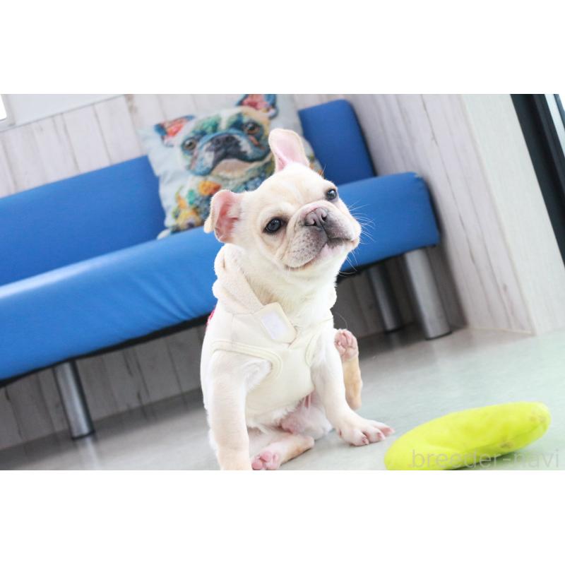 販売中の京都府のフレンチブルドッグ-416401の6枚目