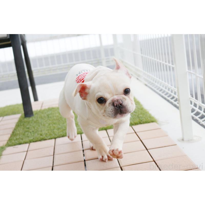 販売中の京都府のフレンチブルドッグ-416401の4枚目