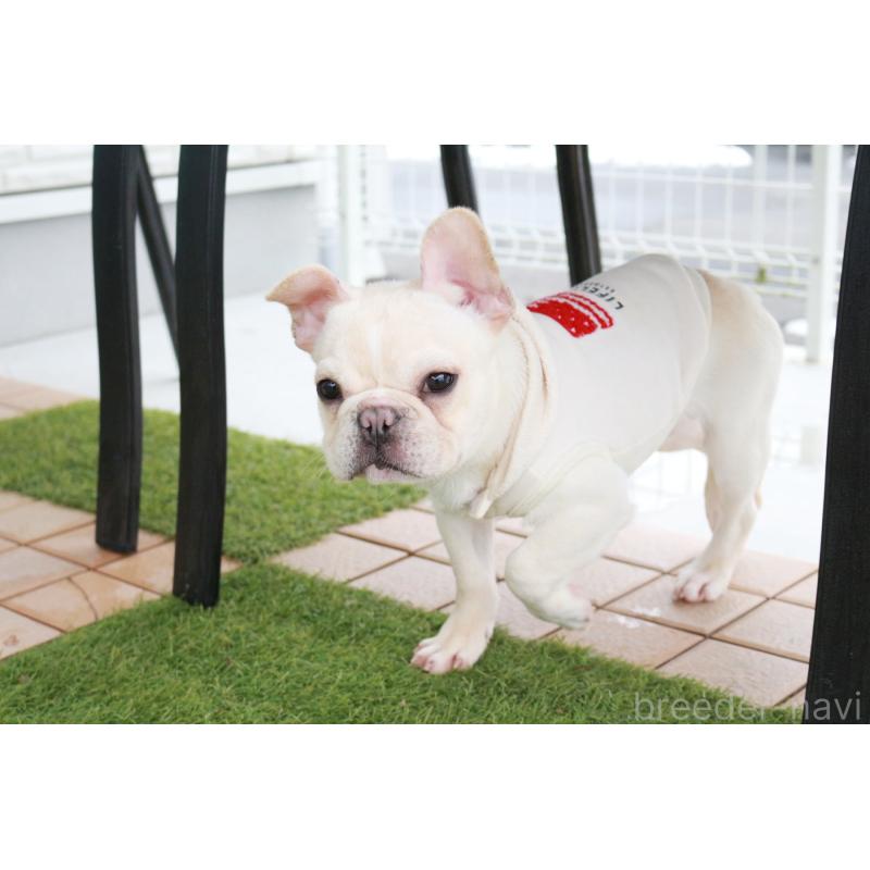 販売中の京都府のフレンチブルドッグ-416401の3枚目