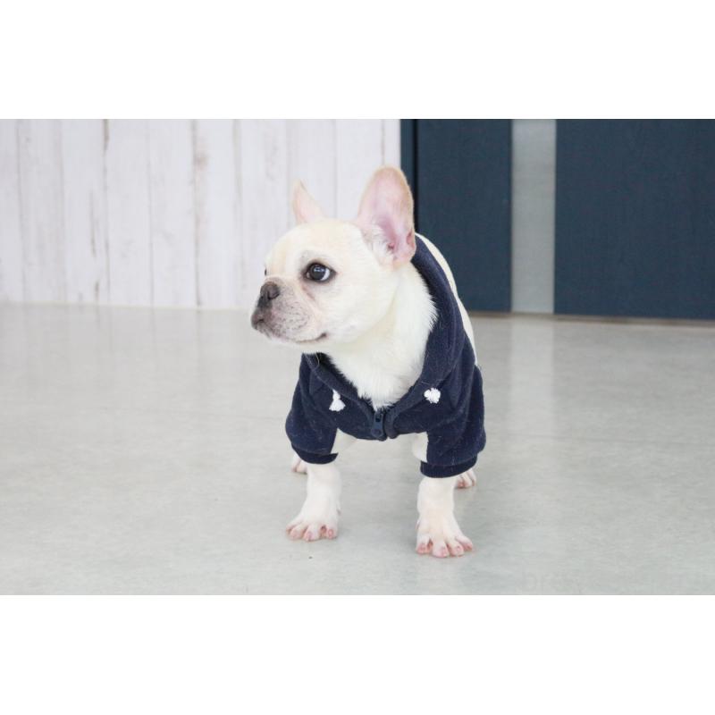 販売中の京都府のフレンチブルドッグ-416400の5枚目