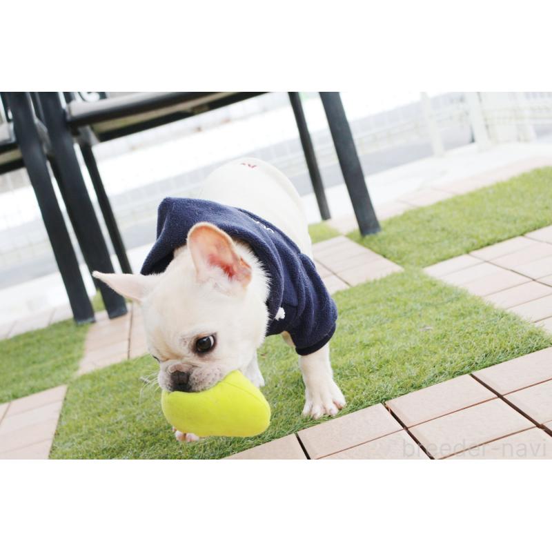 販売中の京都府のフレンチブルドッグ-416400の3枚目