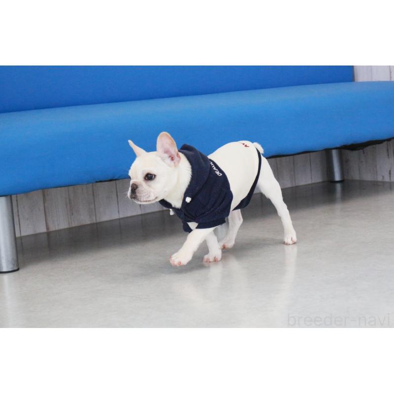 販売中の京都府のフレンチブルドッグ-416400の2枚目