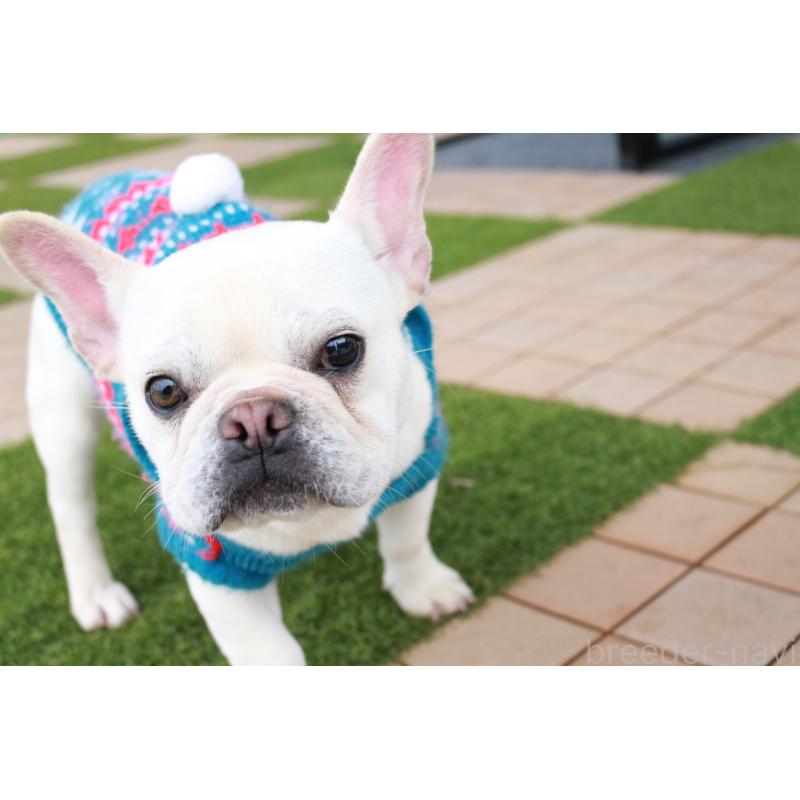 販売中の京都府のフレンチブルドッグ-399349の7枚目