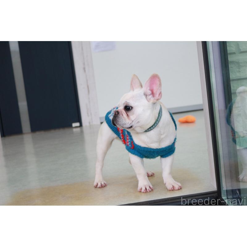 販売中の京都府のフレンチブルドッグ-399349の6枚目