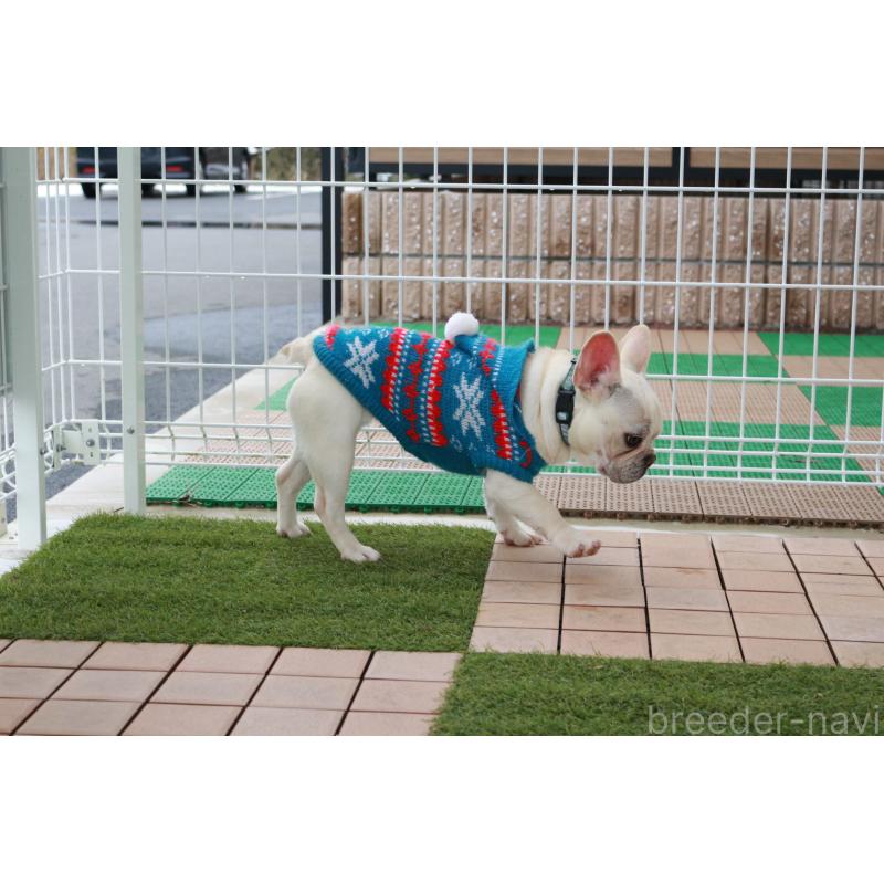 販売中の京都府のフレンチブルドッグ-399349の5枚目