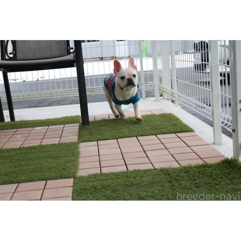 販売中の京都府のフレンチブルドッグ-399349の3枚目