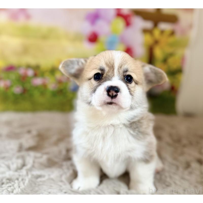 販売中の千葉県のウェルシュコーギーペンブローク-437533の9枚目