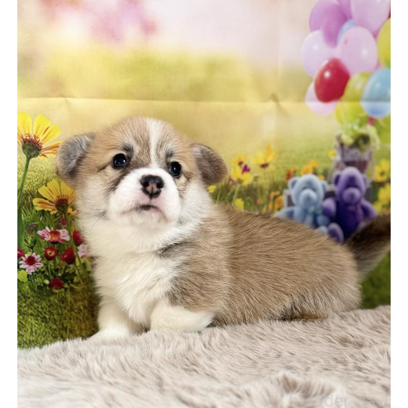 販売中の千葉県のウェルシュコーギーペンブローク-437533の7枚目