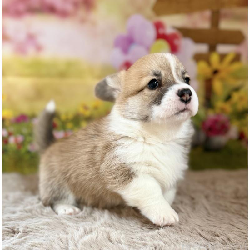 販売中の千葉県のウェルシュコーギーペンブローク-437533の6枚目